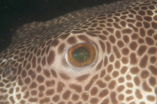 「ワモンフグ」のサムネイル画像