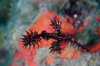 「ニシキフウライウオ(Ghost pipe fish)」のサムネイル画像