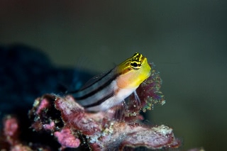「Bath's coralblenny」のサムネイル画像