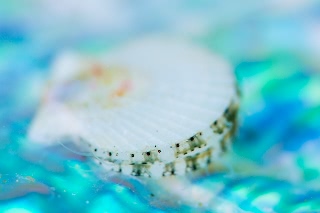 「ホタテガイ」のサムネイル画像