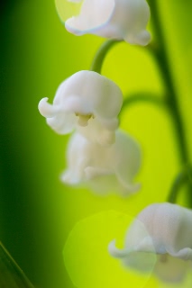 「スズラン」のサムネイル画像