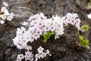 「ソメイヨシノ(染井吉野)」のサムネイル画像
