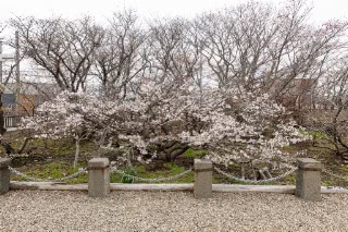 「チシマザクラ(千島桜)」のサムネイル画像