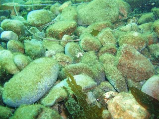 「クモガニ」のサムネイル画像