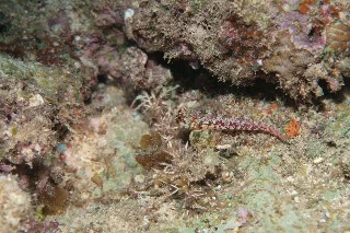 「ミヤケテグリ」のサムネイル画像