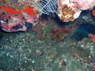 「イエローバンデッドパイプフィッシュ」のサムネイル画像