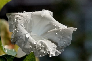 「桔梗咲き朝顔」のサムネイル画像