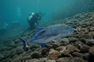 「カスミアジ(Bluefin trevally)」のサムネイル画像
