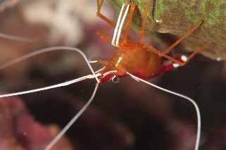 「アカシマシラヒゲエビ(アカスジモエビ,white-banded cleaner shrimp)」のサムネイル画像