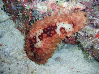 「ナマコの仲間」のサムネイル画像