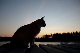 「ネコ」のサムネイル画像