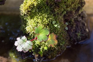 「ユキノシタ」のサムネイル画像