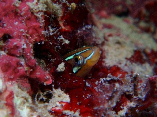 「ミナミギンポ(Tube-worm Blenny)」のサムネイル画像