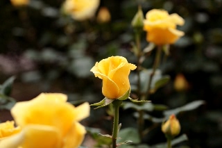 「ヘルムットシュミット」のサムネイル画像