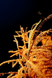 「ゴルゴニアンシュリンプ(Saw blade shrimp,gorgonian shrimp)」のサムネイル画像