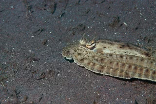 「ミミックオクトパス(Mimic Octopus)」のサムネイル画像