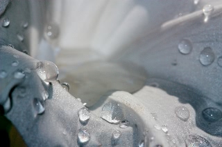 「桔梗咲き朝顔」のサムネイル画像