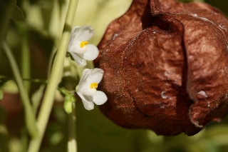 「風船蔓(フウセンカズラ)」のサムネイル画像
