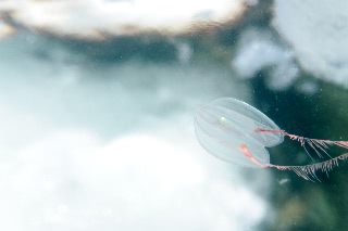 「トガリテマリクラゲ」のサムネイル画像