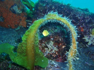 「アオサハギの輪くぐり」のサムネイル画像