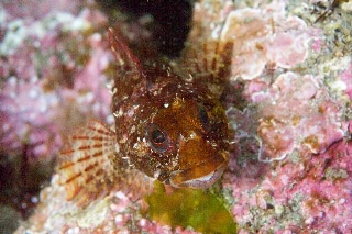 「ヒメフタスジカジカ」のサムネイル画像