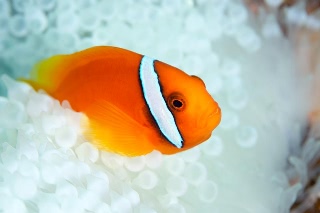 「ハマクマノミ」のサムネイル画像