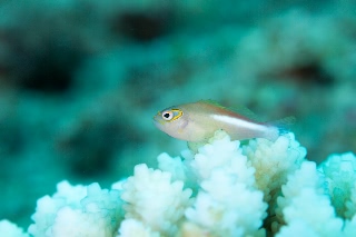 「メガネゴンベ(ring-eyed hawkfish)」のサムネイル画像