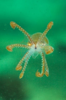 「ミズダコ」のサムネイル画像