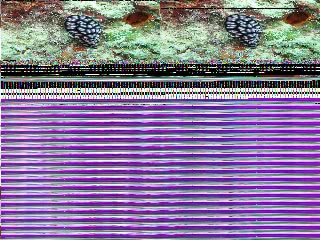 「コテージの玄関脇にあった植物」のサムネイル画像