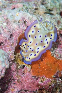 「クロモドーリス・ゲミヌス」のサムネイル画像