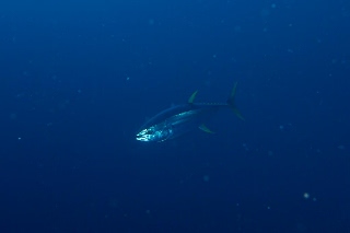 「キハダ(キハダマグロ)」のサムネイル画像