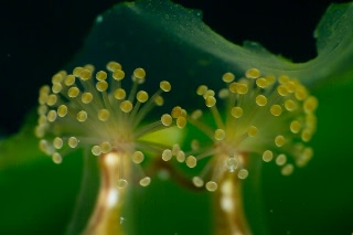 「シャンデリアクラゲの仲間」のサムネイル画像