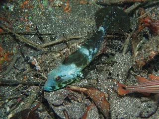 「アナハゼ」のサムネイル画像