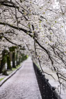 「ソメイヨシノ(染井吉野)」のサムネイル画像