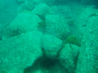 「カブトクラゲ」のサムネイル画像