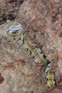 「オオイカリナマコ(Synaptid sea cucumbers)」のサムネイル画像