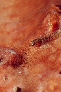 「無題」のサムネイル画像