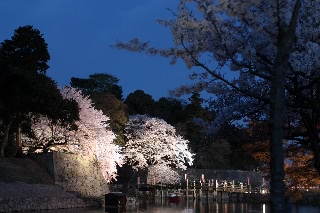 「ソメイヨシノ(染井吉野)」のサムネイル画像