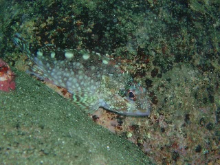 「カサゴの仲間」のサムネイル画像