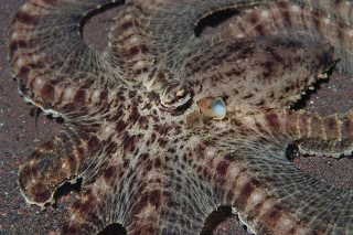 「ミミックオクトパス(Mimic Octopus)」のサムネイル画像