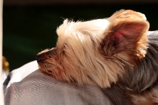 「ヨークシャー・テリア(Yorkshire Terrier)」のサムネイル画像