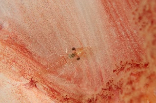 「サラサエビ」のサムネイル画像