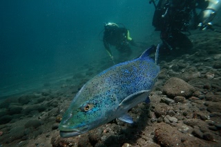 「カスミアジ(Bluefin trevally)」のサムネイル画像