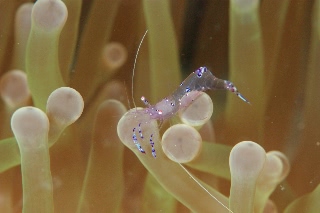 「ナデシコカクレエビ」のサムネイル画像