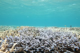 「無題」のサムネイル画像