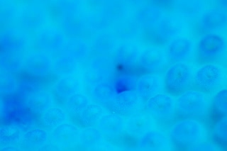 「サンゴの仲間」のサムネイル画像