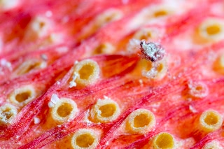 「カニの仲間」のサムネイル画像