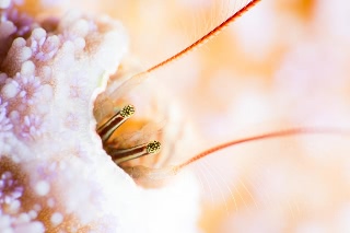「カンザシヤドカリ(Coral Hermit Crab)」のサムネイル画像