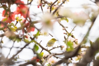 「ボケ」のサムネイル画像