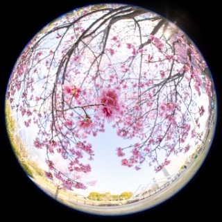 「オカメザクラ」のサムネイル画像